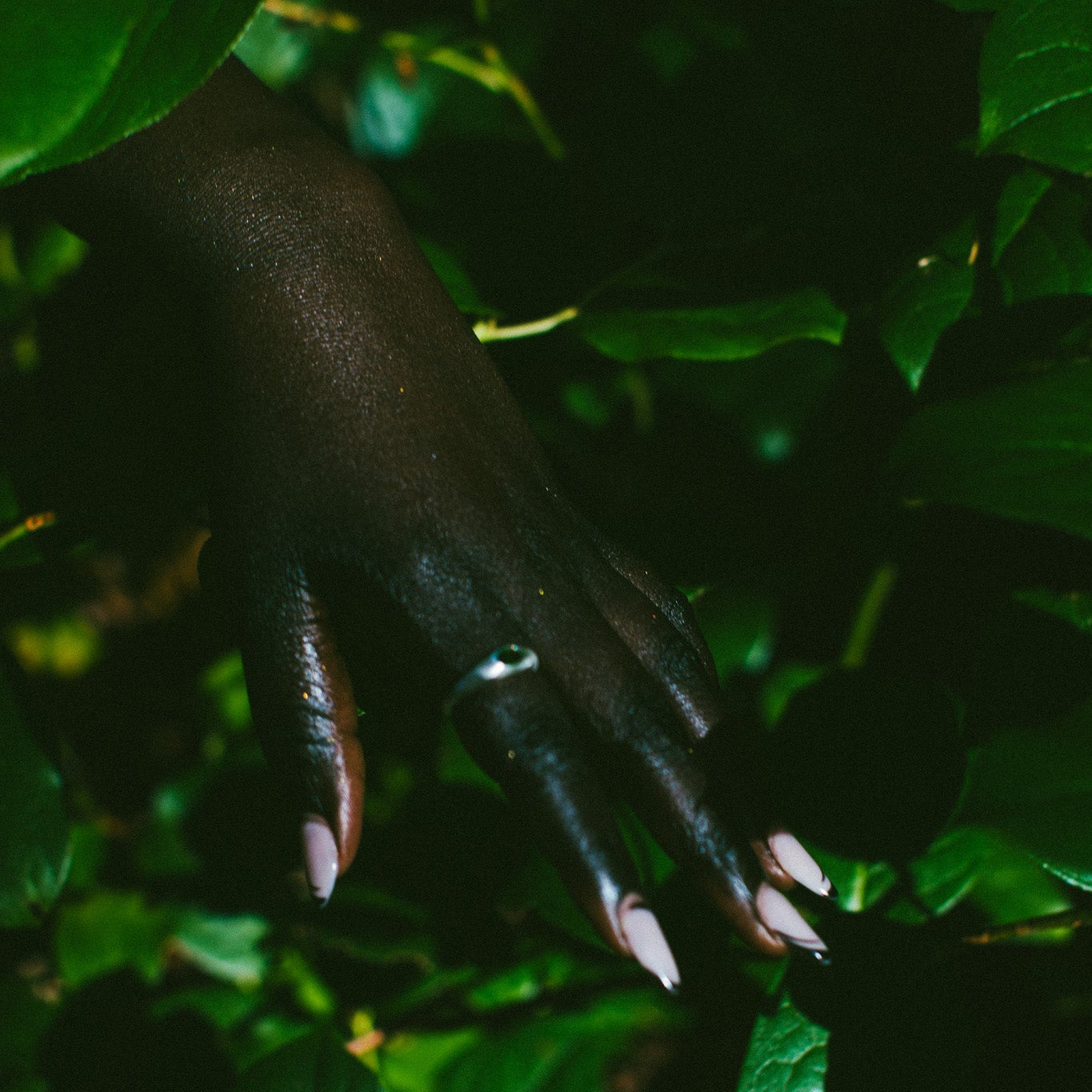 A close-up of a hand with long pale pink manicured nails and a silver ring, reaching through dark green leaves.