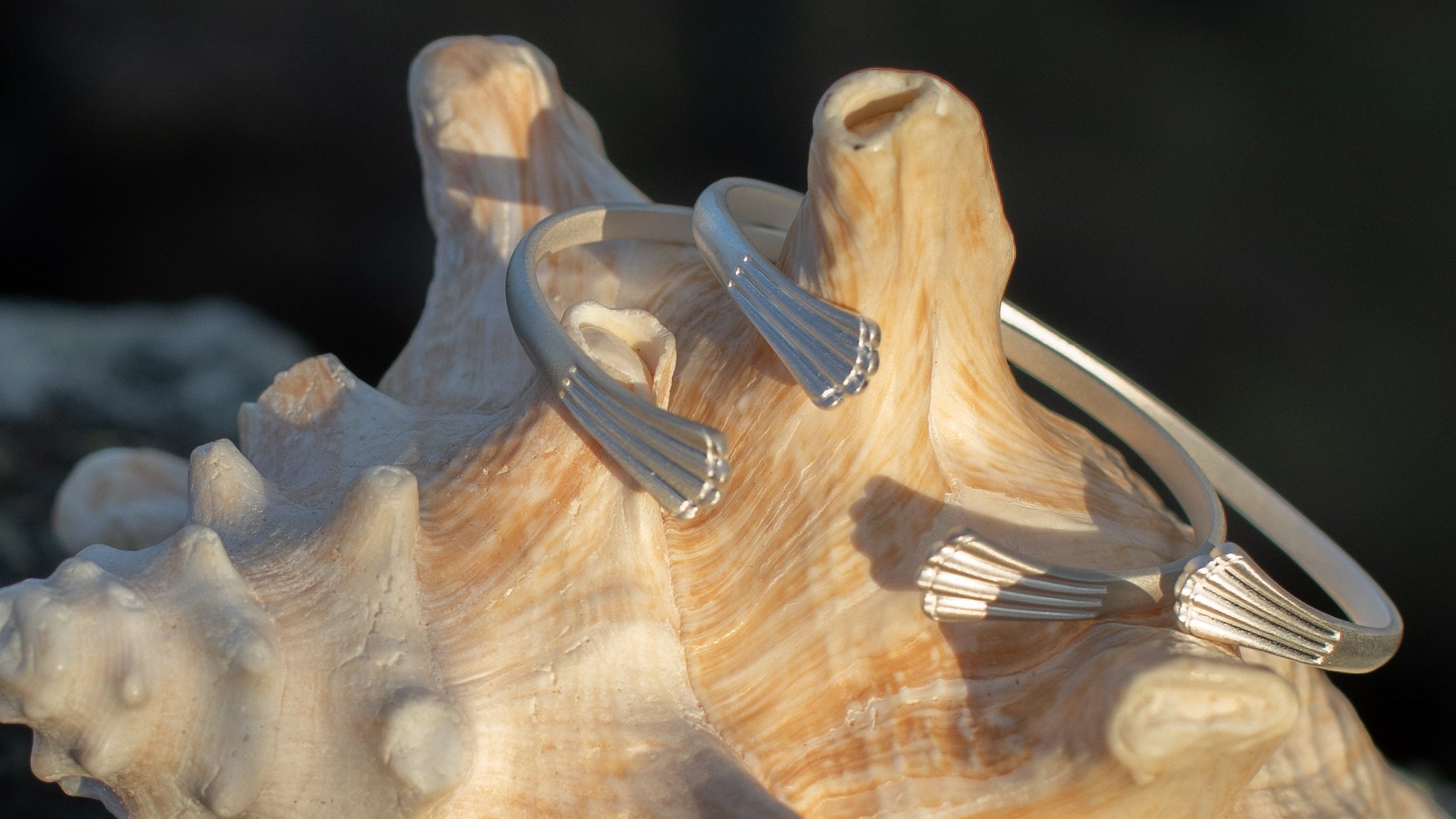 Close-up of a large shell with silver cuff bracelets on a dark background